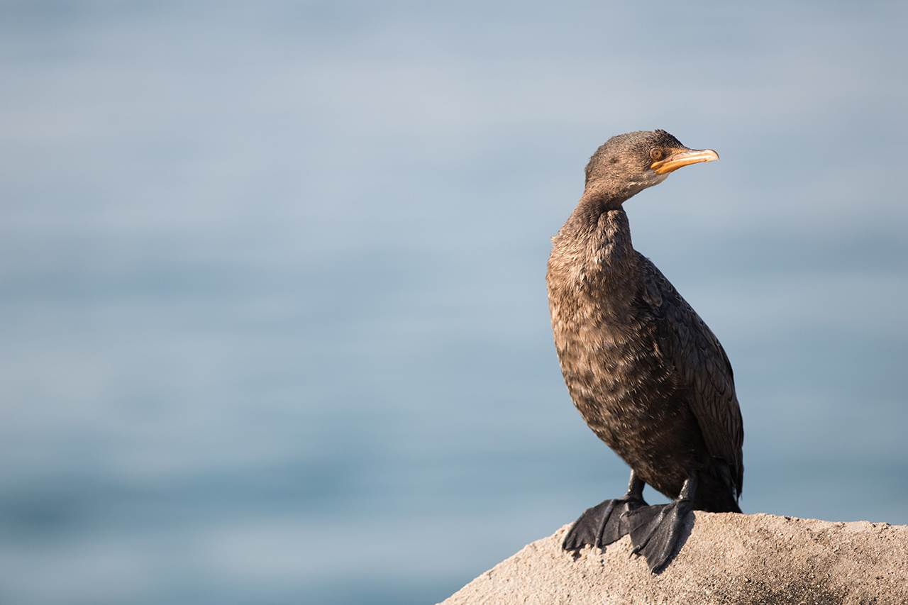 crowned cormorant