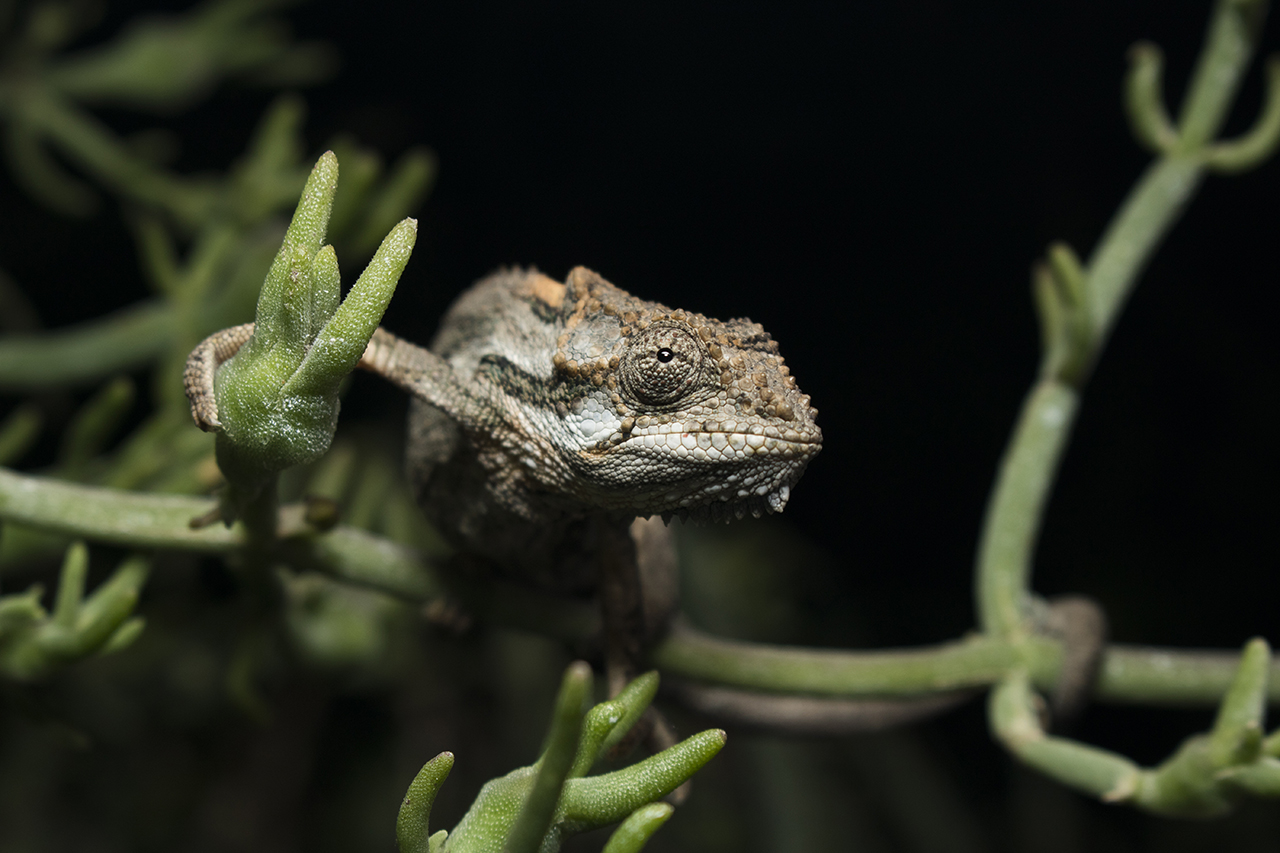 little karoo dwarf chameleon