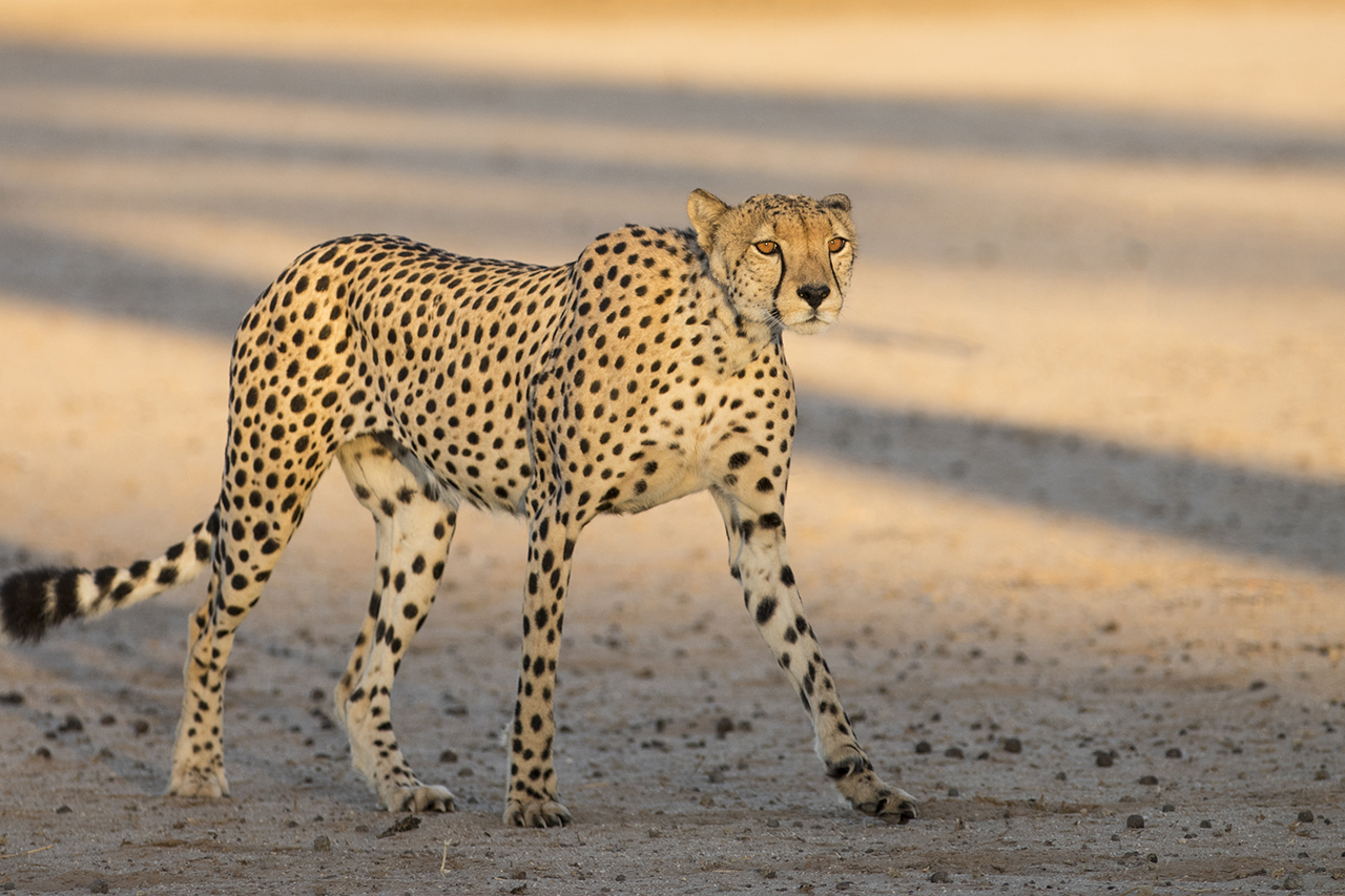 cheetah in kgalagadi
