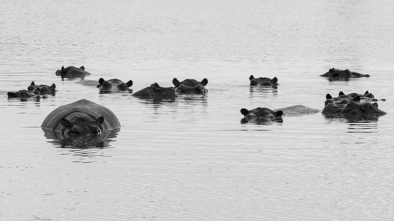pod of hippos