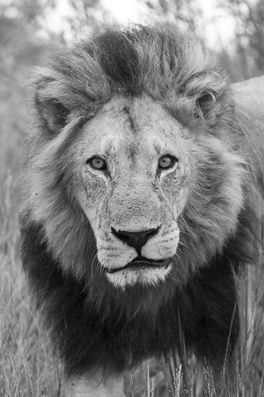 male lion