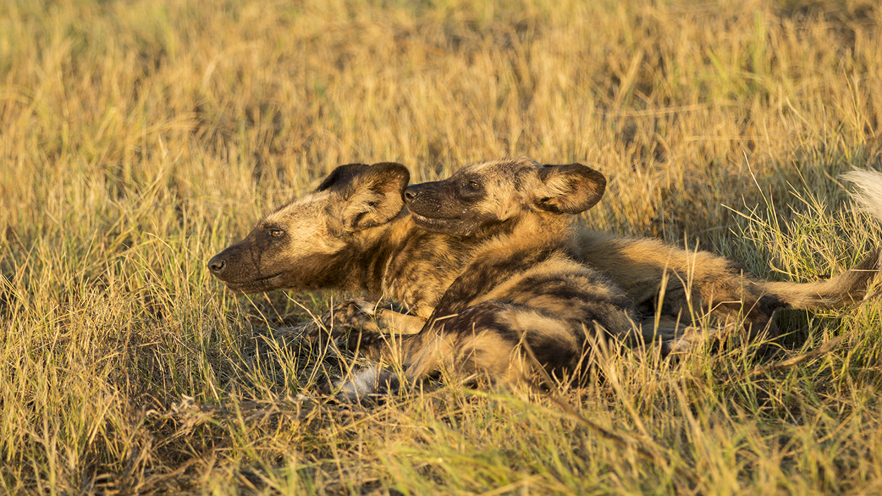 african wild dog